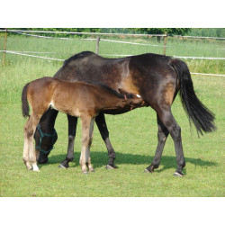 POLYFIRST PF1 Tränke