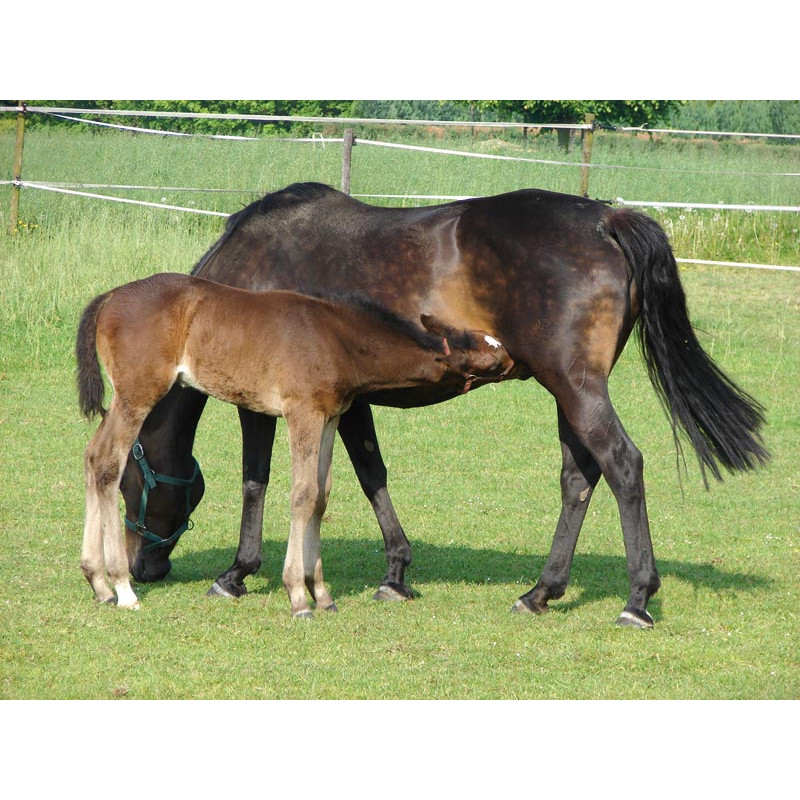 POLYFIRST PF1 Tränke