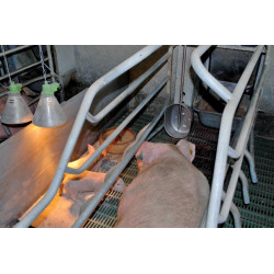 POLYPORC Tränke für Ferkel