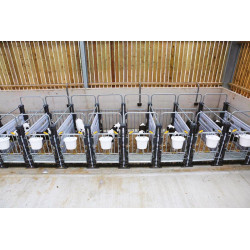 Trennwand für Hygiene Pro Kälberboxen in Reihe